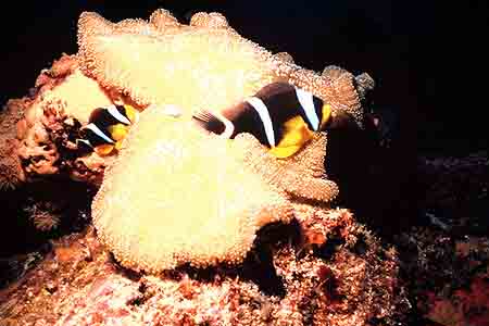 Anemonenfisch