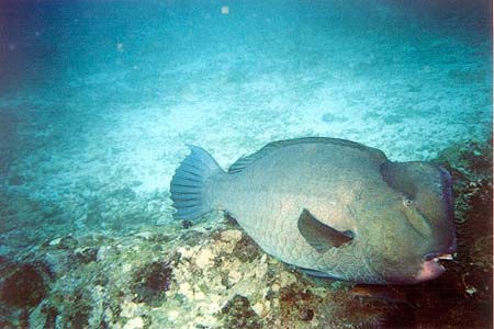 Büffelkopf Papageifisch