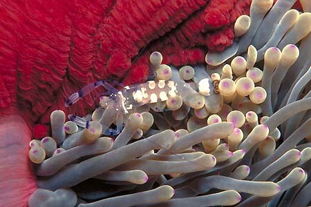 Anemonenkrabbe
