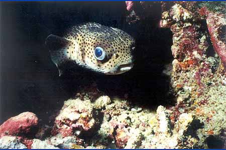 Igelfisch
