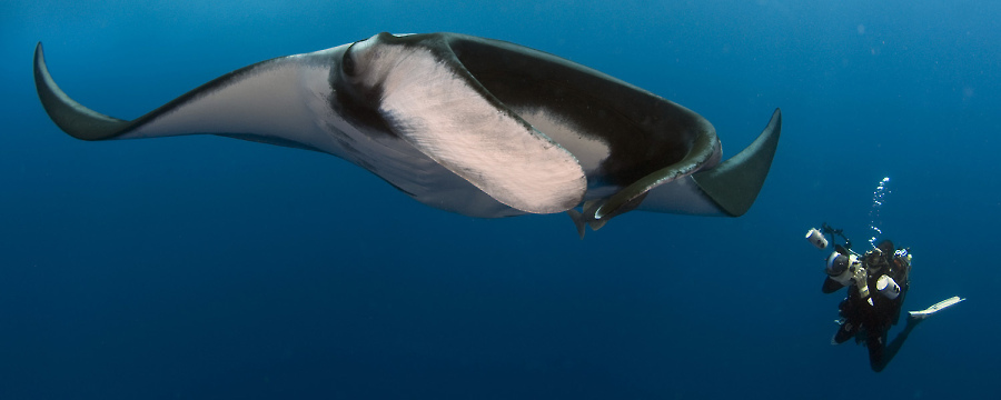 Manta mit Taucher© Bonnie Pelnar für Solmar V