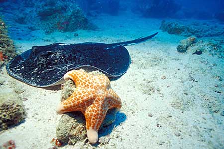 Stingray und Seestern