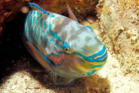 Papageifisch