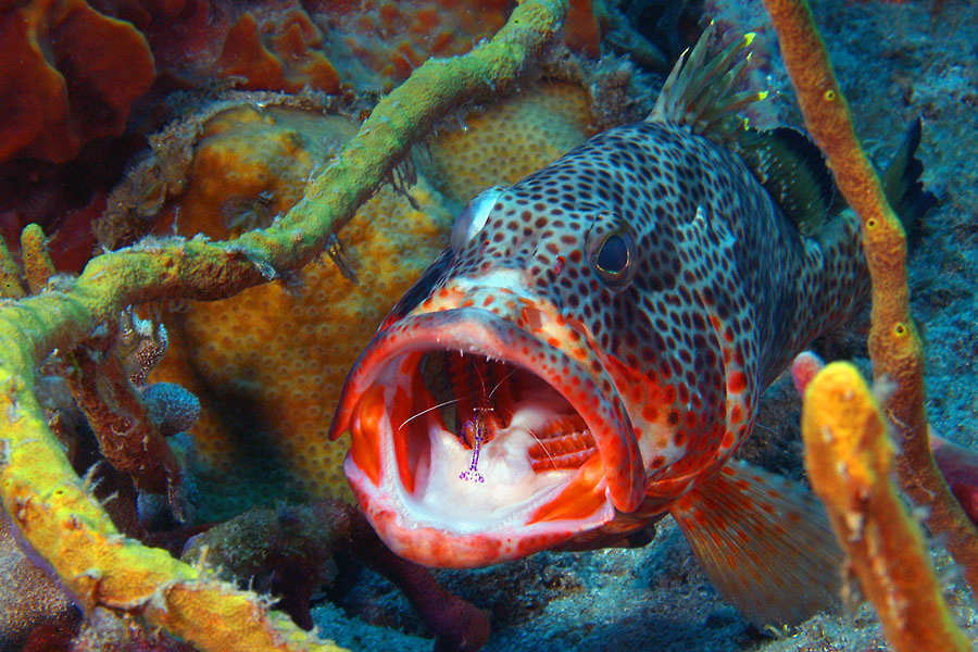 Scubaqua Tauchbasis
