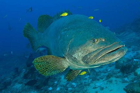 Pilotfisch