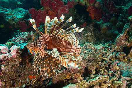 Lionfish