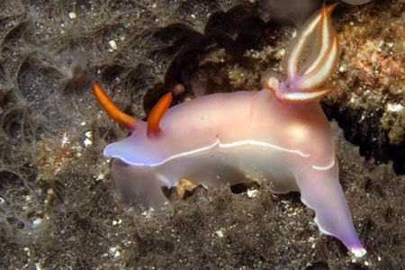 Nacktschnecke