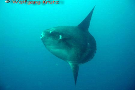 Mondfisch