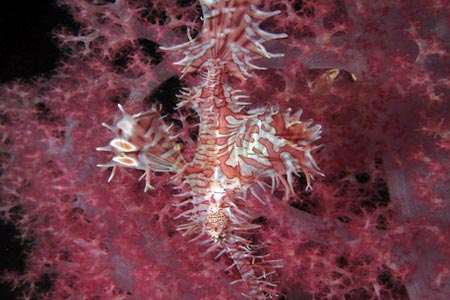 Geisterpfeifenfisch
