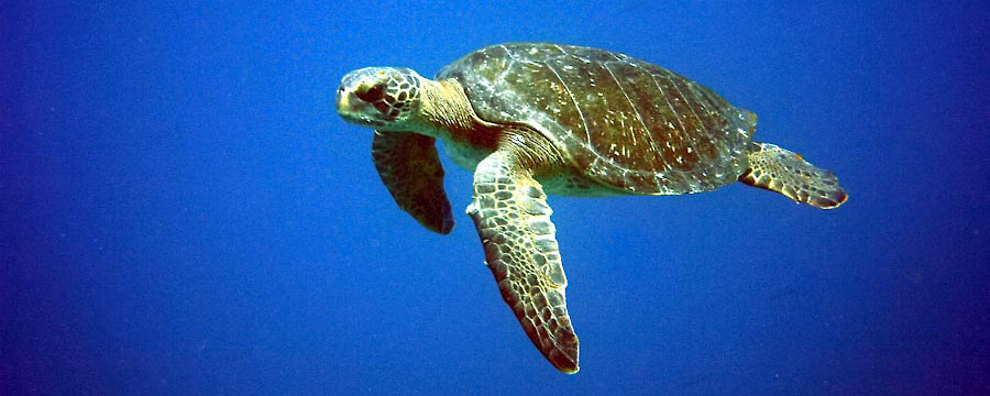 Scuba Iguana
