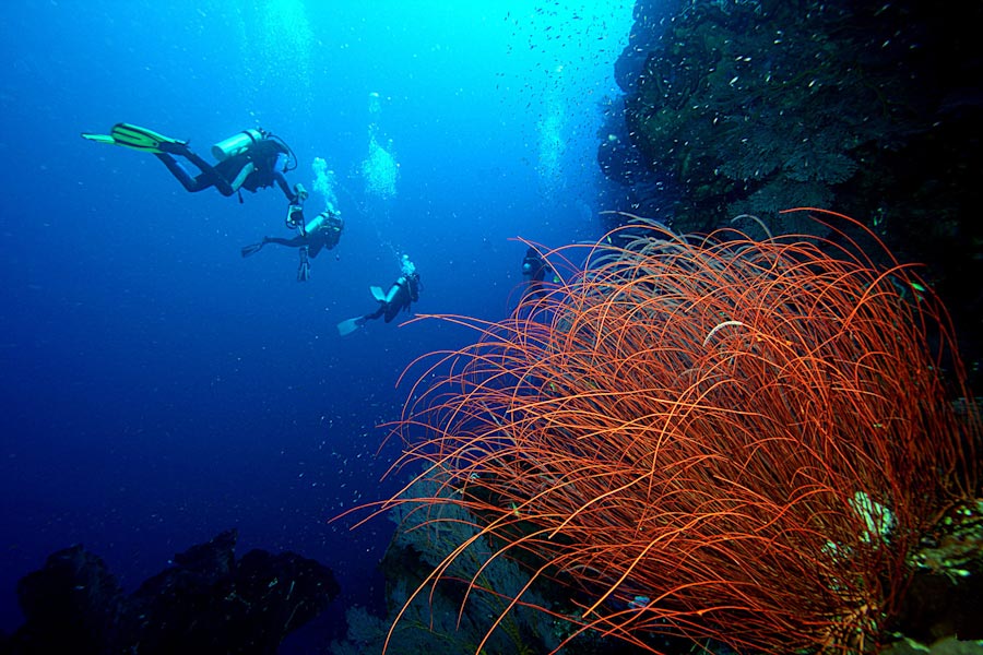 Sun Divers