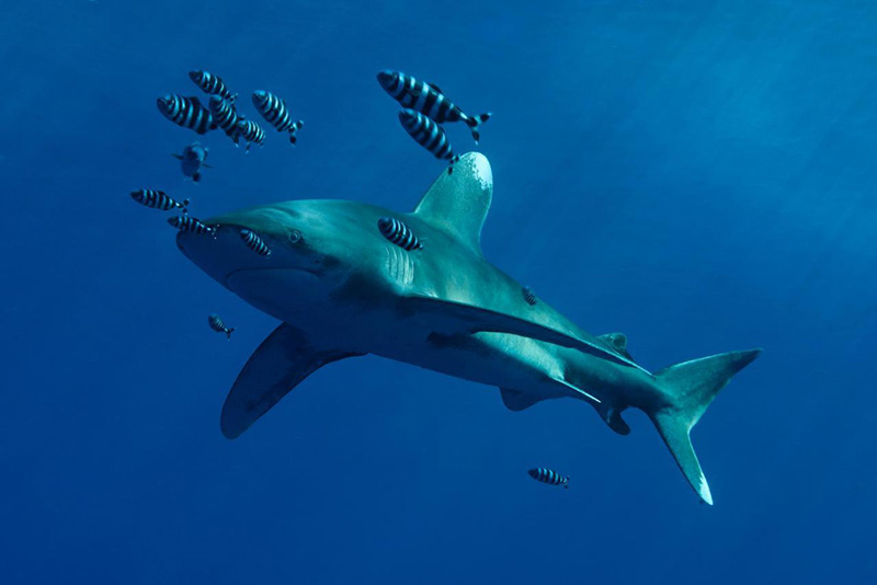 Werner Lau Diving Center Marsa Alam