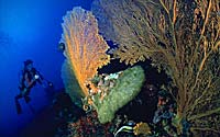 Aore Island Dive