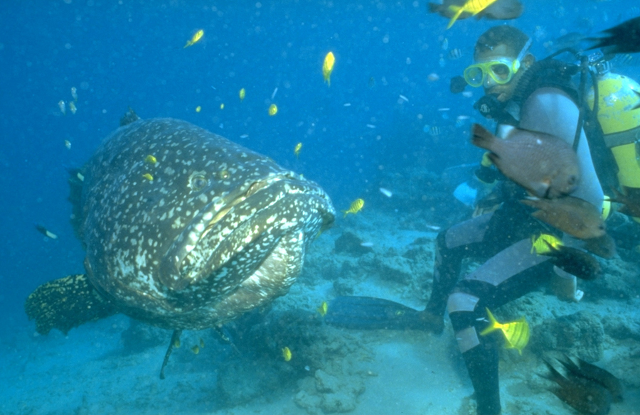 Aore Island Dive