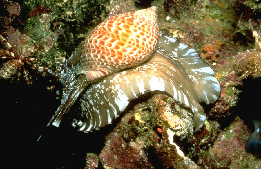 Aore Island Dive