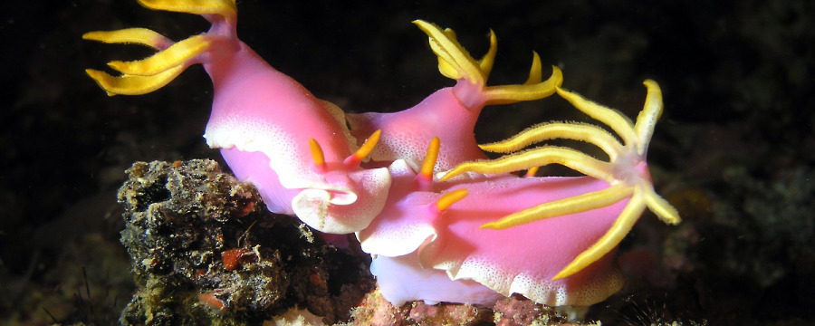 Club Ocellaris Divers