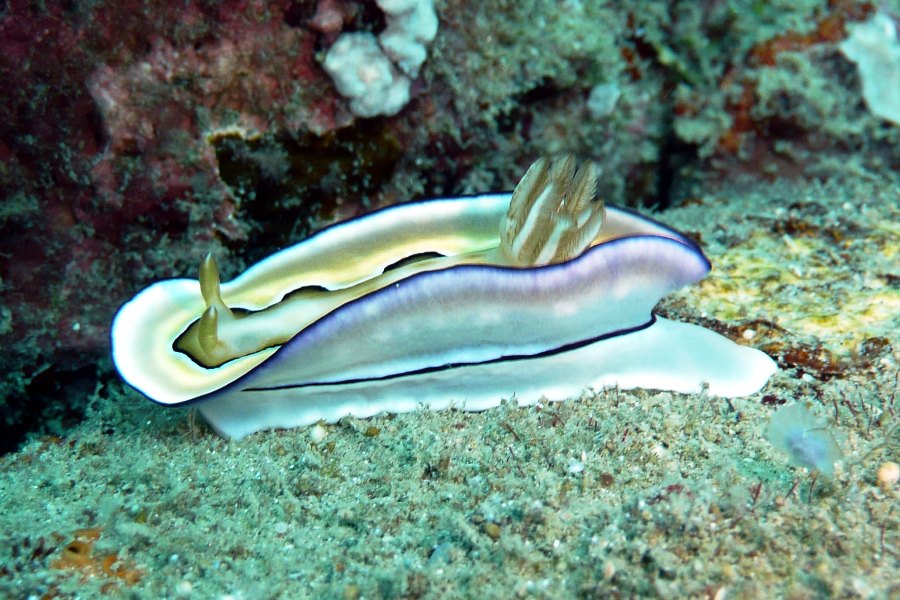 Takatuka Divers