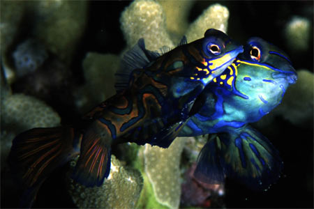 Mandarinfish