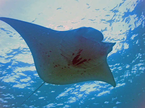 Lembongan Diving