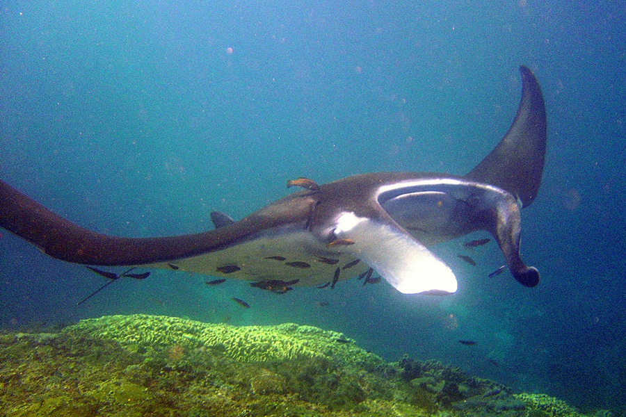 Lembongan Diving