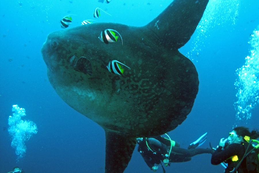 Lembongan Diving