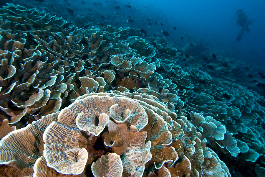 Tasik Divers