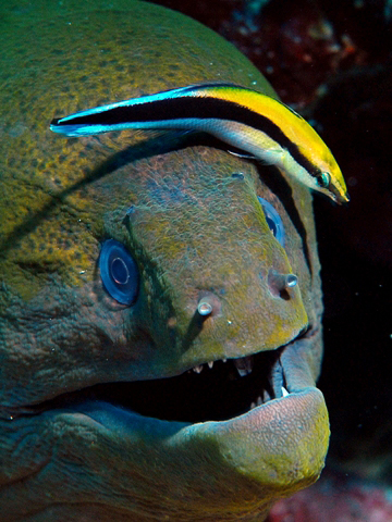 Walea Dive Center