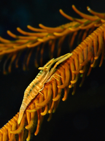 Walea Dive Center