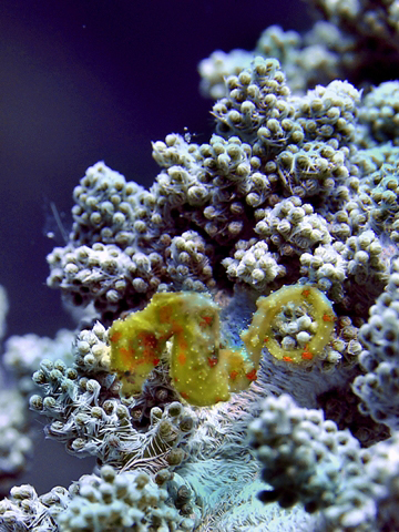Walea Dive Center