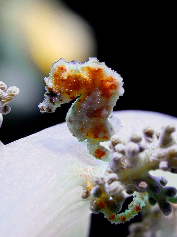 Walea Dive Center