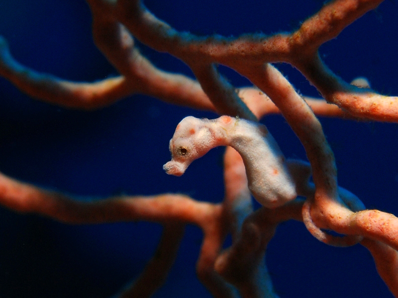 Walea Dive Center