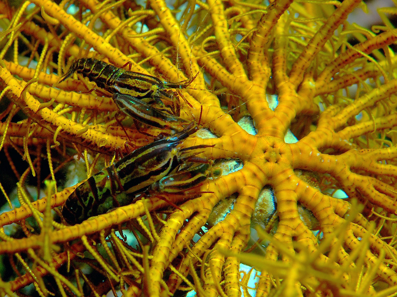 Walea Dive Center