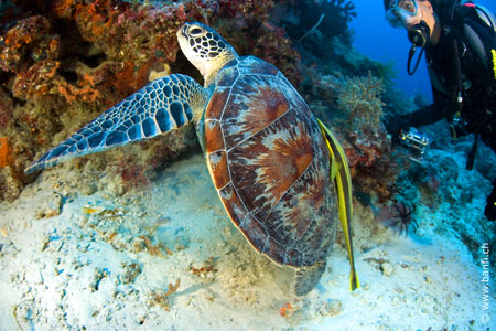 Atlantis Dive Center