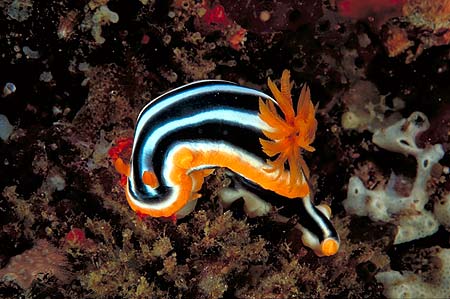 Nacktschnecke