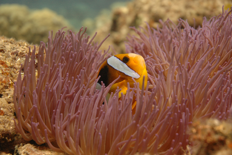Mad Fish Dive Center