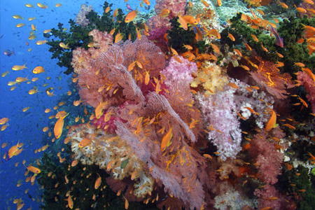 Mad Fish Dive Center