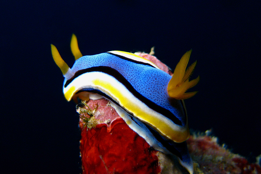 Celebes Divers