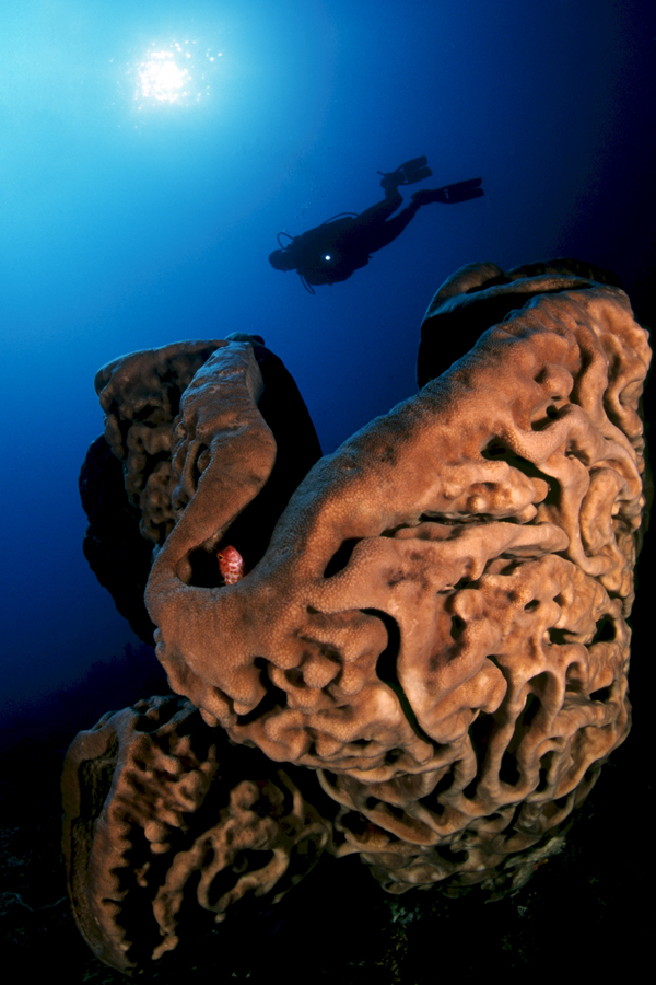 Miguel's Diving