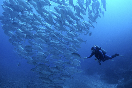 Wananavu Dive Center