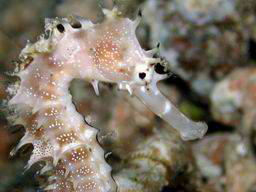Inmo Divers Dahab