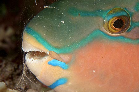 Papageifisch