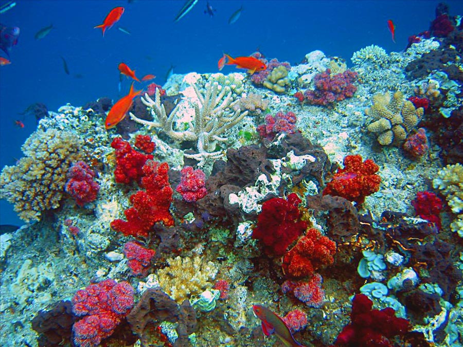 Dolphin Bay Divers