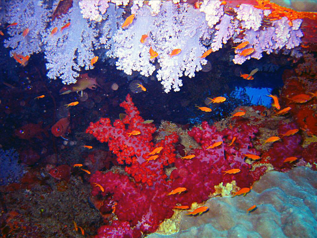 Dolphin Bay Divers