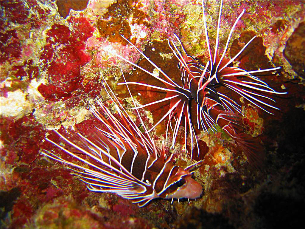 Dolphin Bay Divers