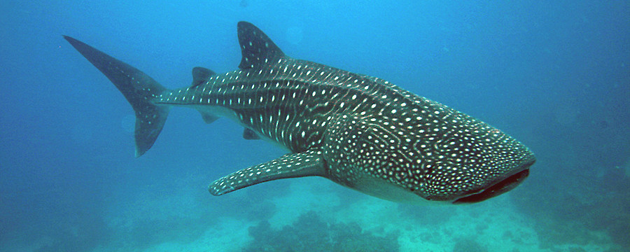 Dive Point Alcoy