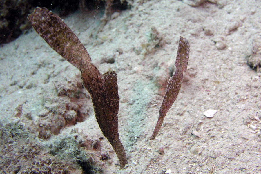 Dive Point Alcoy