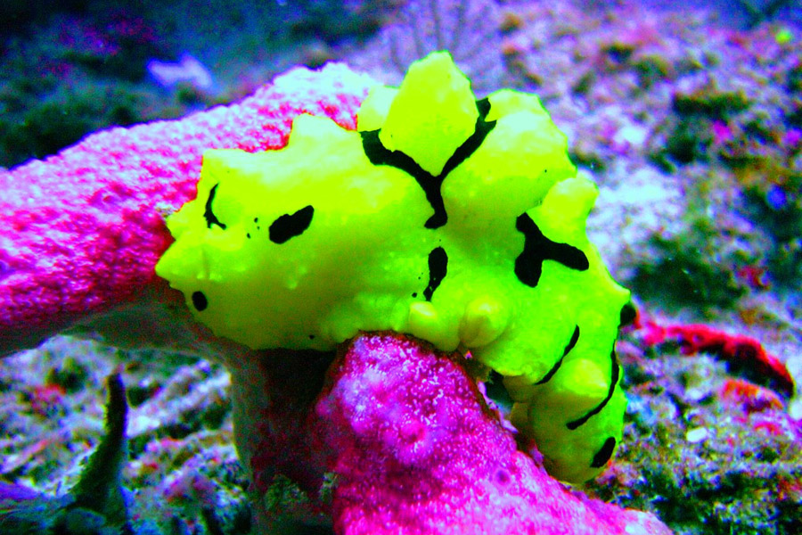 Dive Point Alcoy
