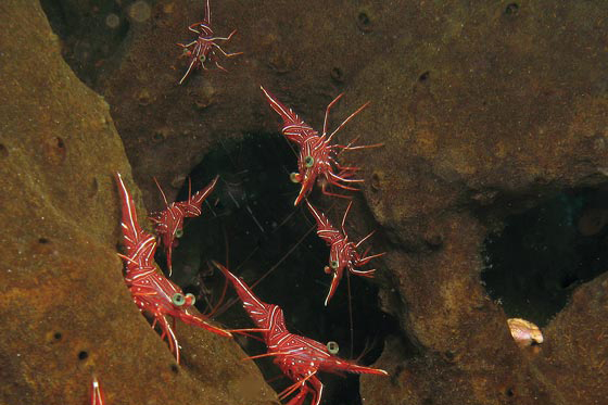 Dive Point Alcoy