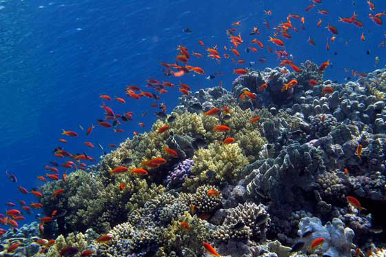 Dive Point Alcoy