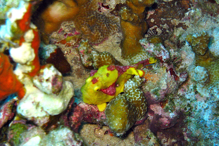 Action Gecko Divers
